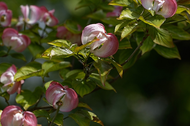 Jardin des Impressionnistes-MAI14-059